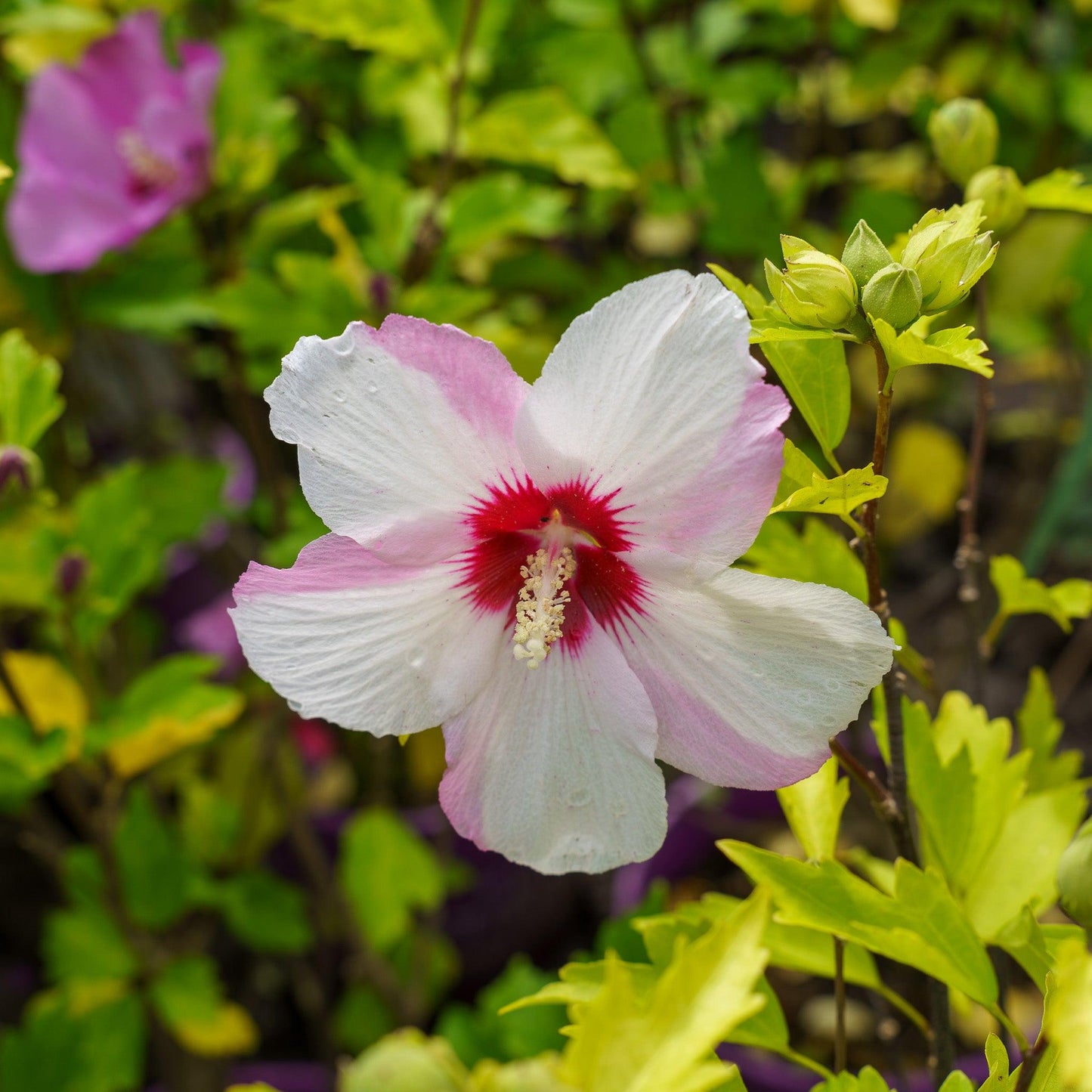 Hibiscus Syriacus 'fiji' - View 14 from www redcrocus com