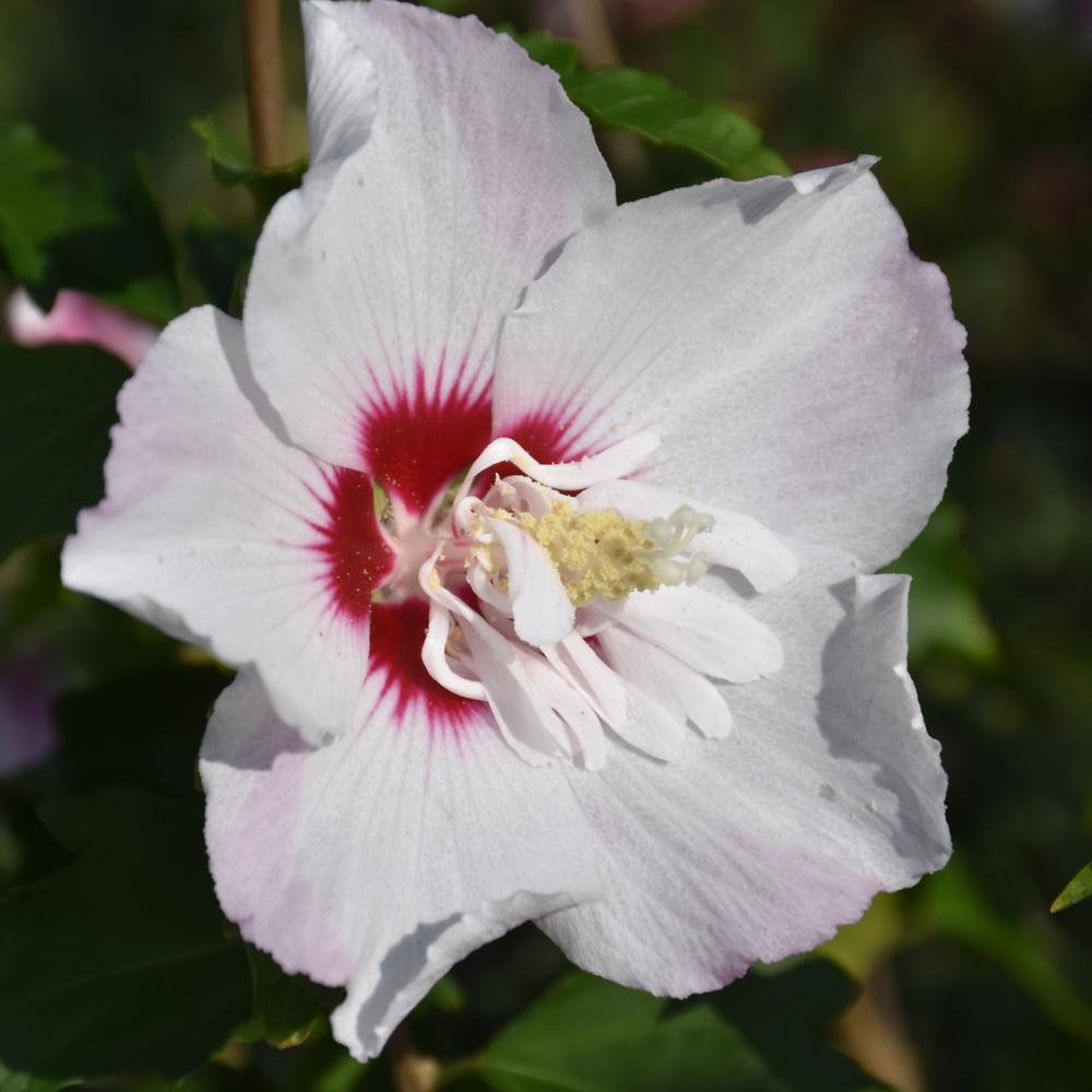 Hibiscus Syriacus 'fiji' - View 2 from www redcrocus com