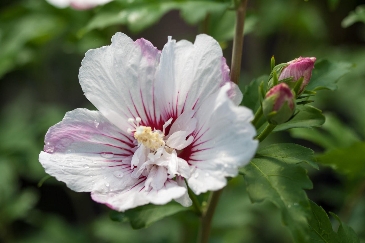 Hibiscus Syriacus 'fiji' - View 3 from www redcrocus com