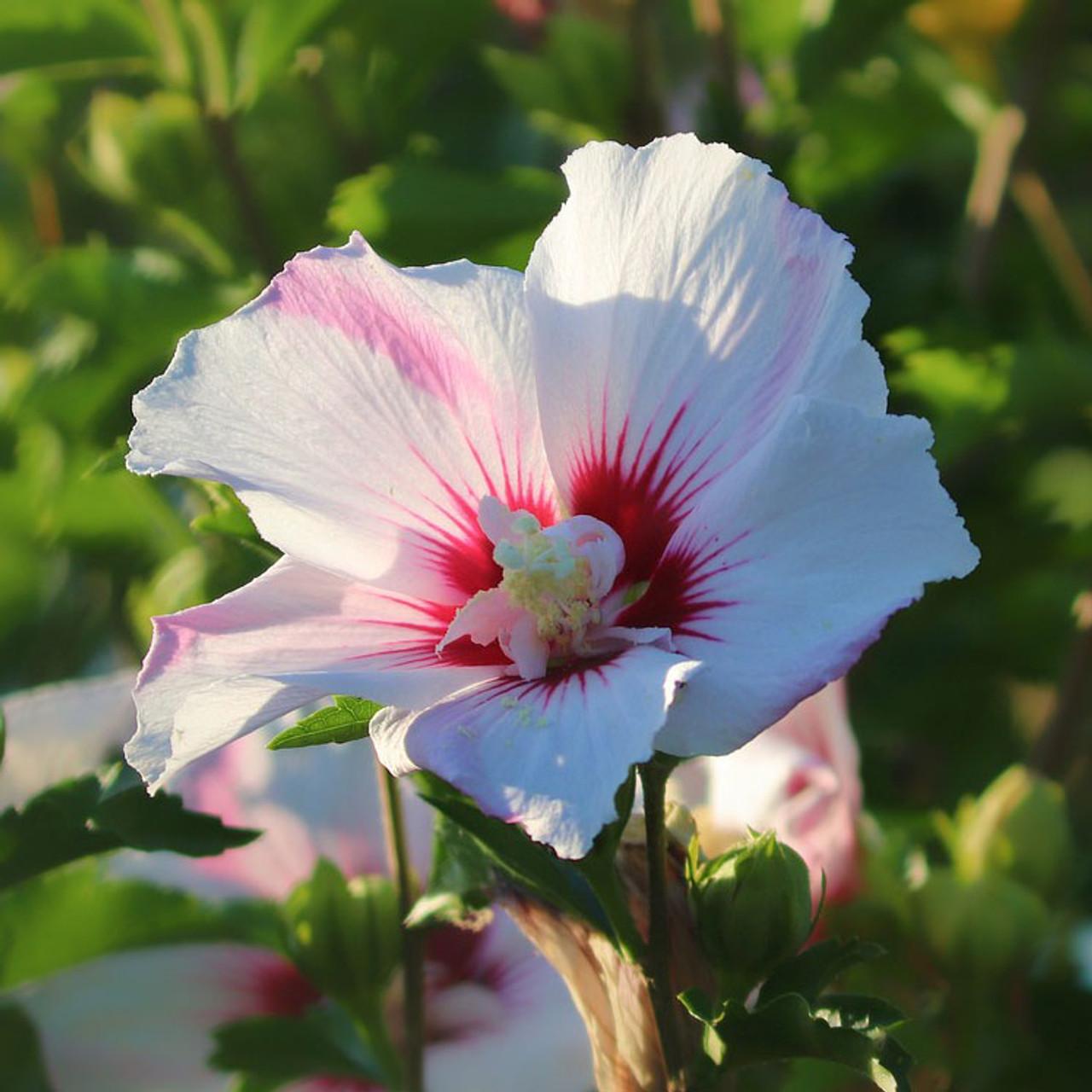 Hibiscus Syriacus 'fiji' - View 5 from www redcrocus com