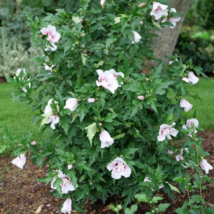 Hibiscus Syriacus 'fiji' - View 8 from www redcrocus com