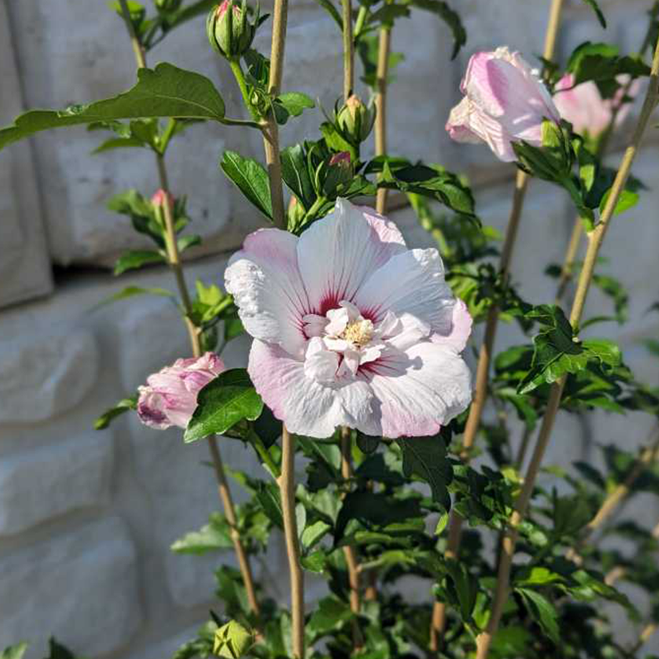 Hibiscus Syriacus 'fiji' - View 9 from www redcrocus com