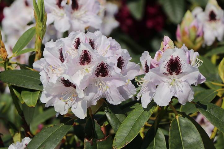 Rhododendron Calsap - View 10 from www redcrocus com
