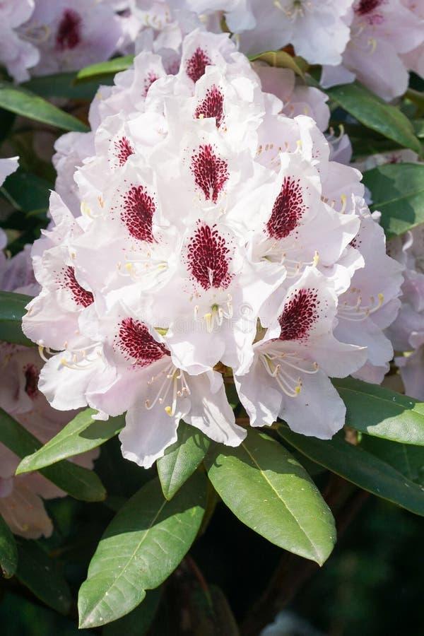 Rhododendron Calsap - View 11 from www redcrocus com