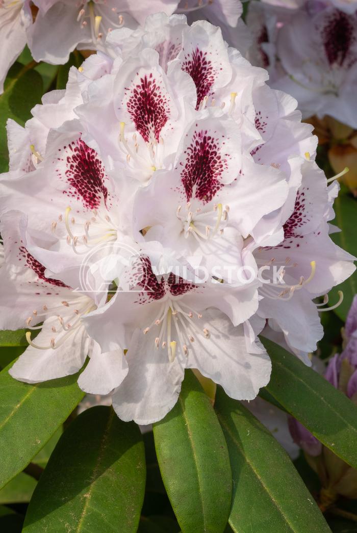 Rhododendron Calsap - View 12 from www redcrocus com