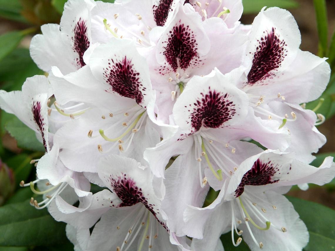 Rhododendron Calsap - View 13 from www redcrocus com