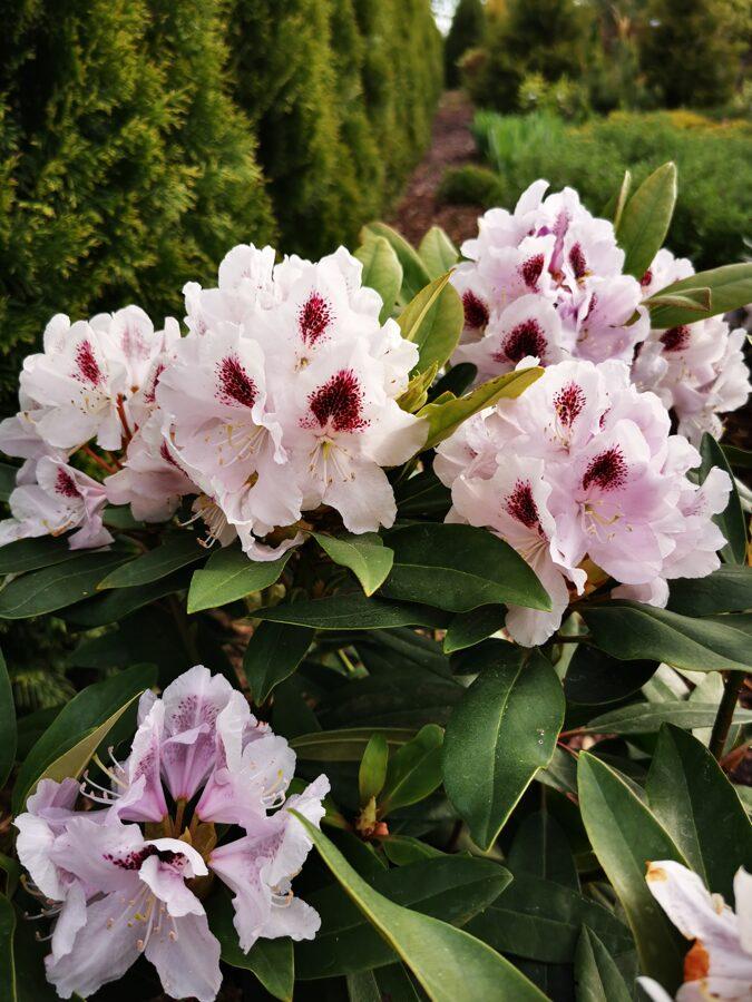 Rhododendron Calsap - View 14 from www redcrocus com