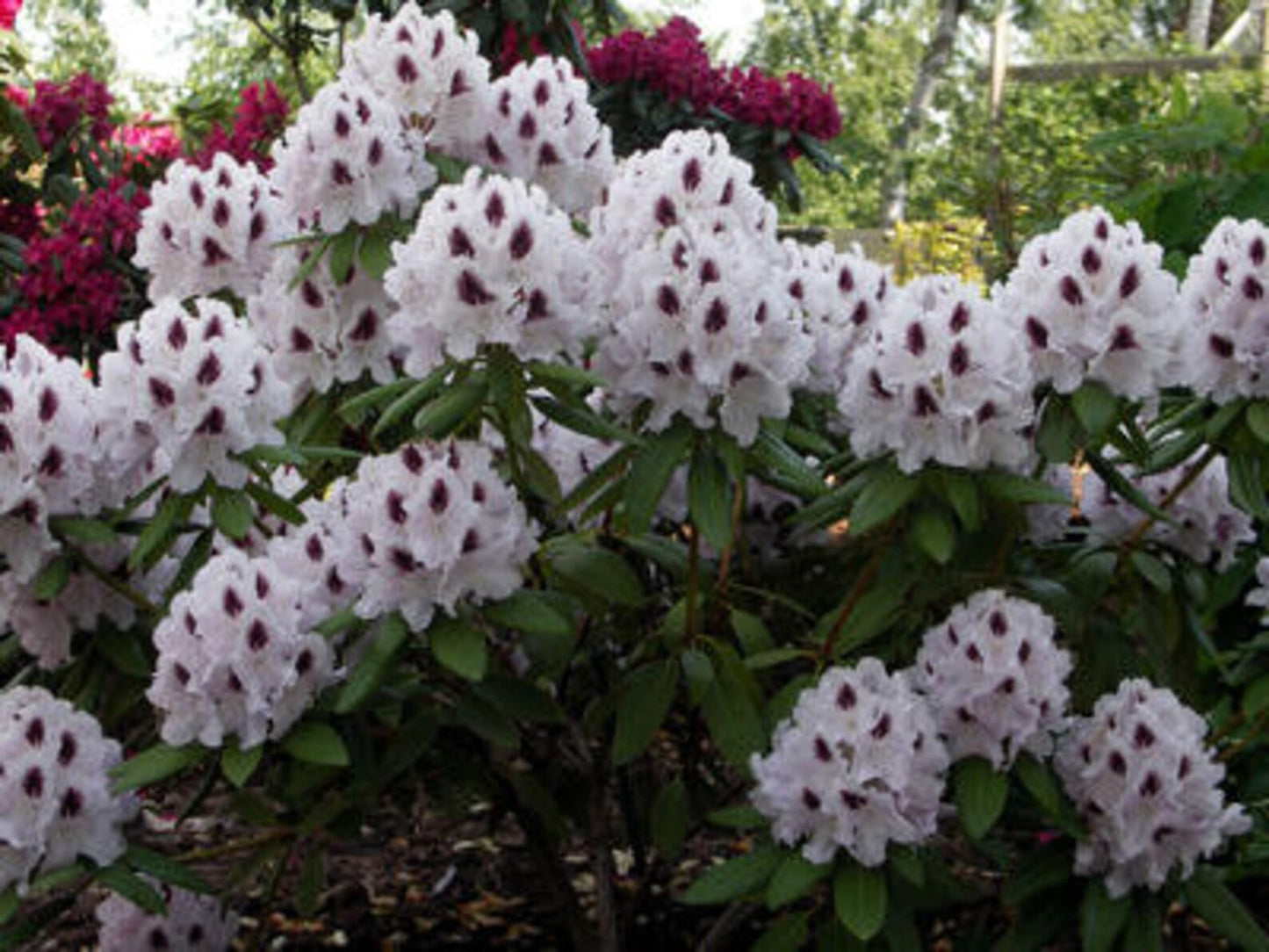 Rhododendron Calsap - View 15 from www redcrocus com