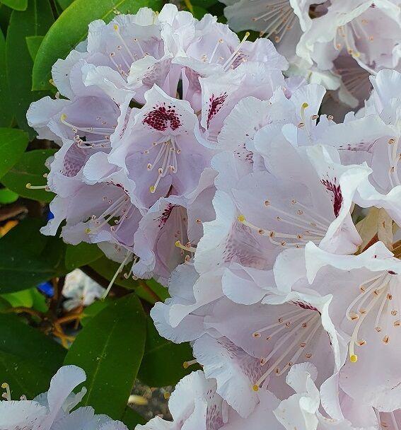 Rhododendron Calsap - View 16 from www redcrocus com