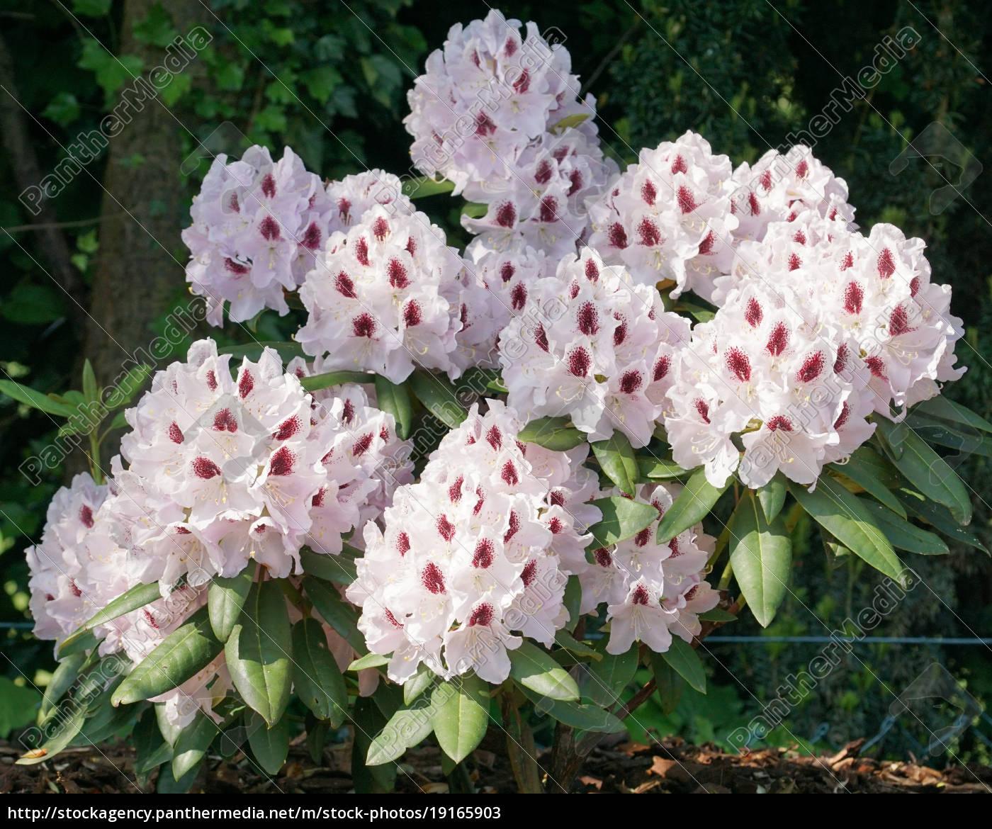 Rhododendron Calsap - View 17 from www redcrocus com