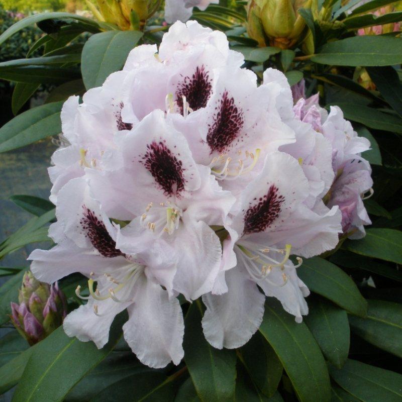Rhododendron Calsap - View 1 from www redcrocus com