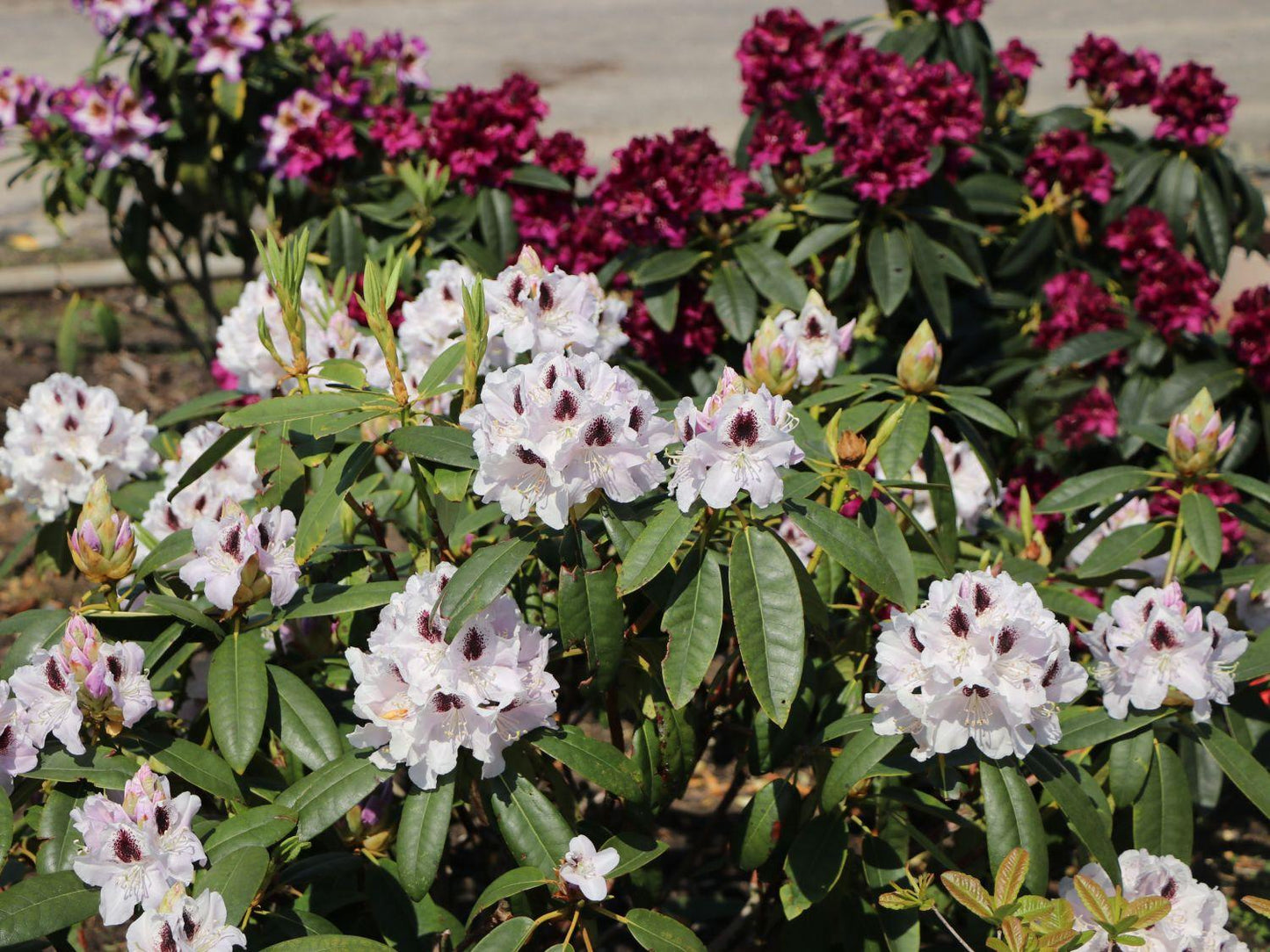 Rhododendron Calsap - View 2 from www redcrocus com