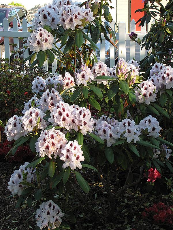 Rhododendron Calsap - View 3 from www redcrocus com