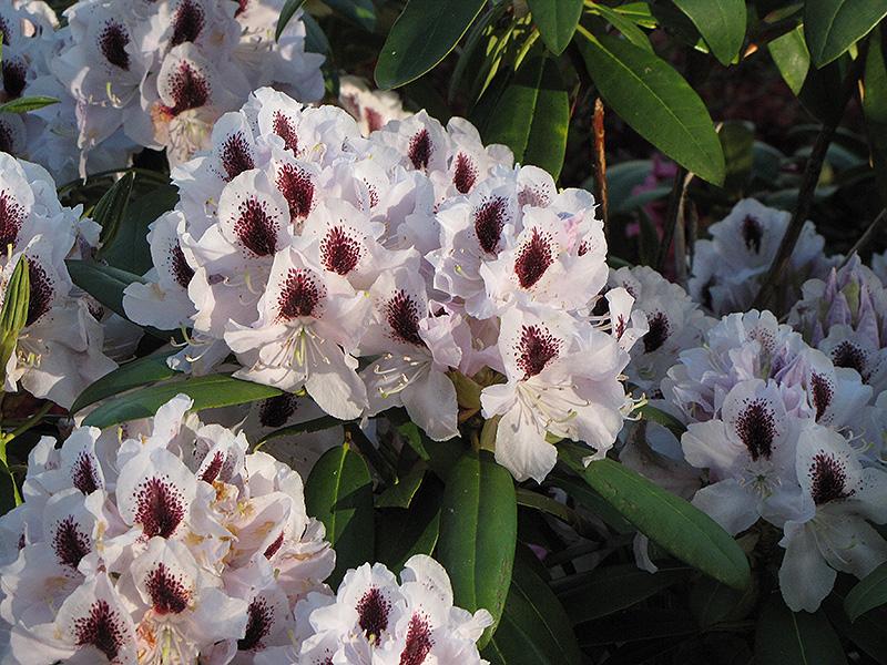 Rhododendron Calsap - View 4 from www redcrocus com