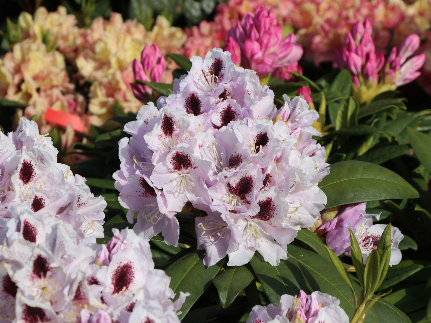 Rhododendron Calsap - View 5 from www redcrocus com