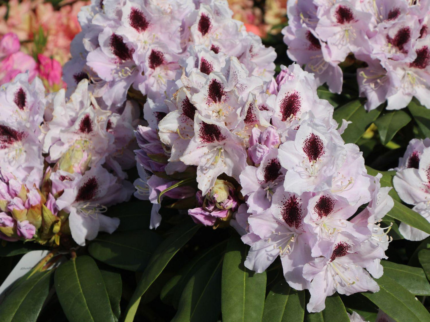 Rhododendron Calsap - View 6 from www redcrocus com