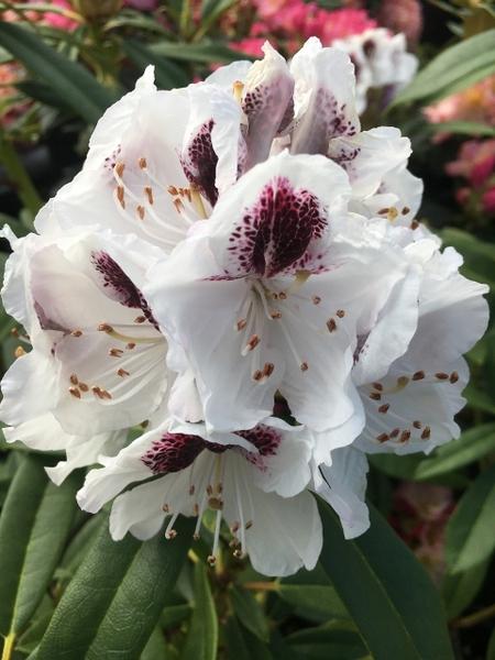 Rhododendron Calsap - View 7 from www redcrocus com
