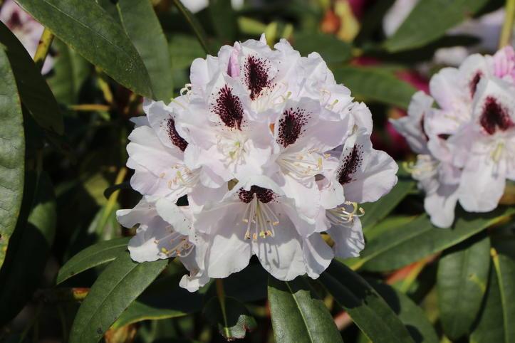 Rhododendron Calsap - View 8 from www redcrocus com