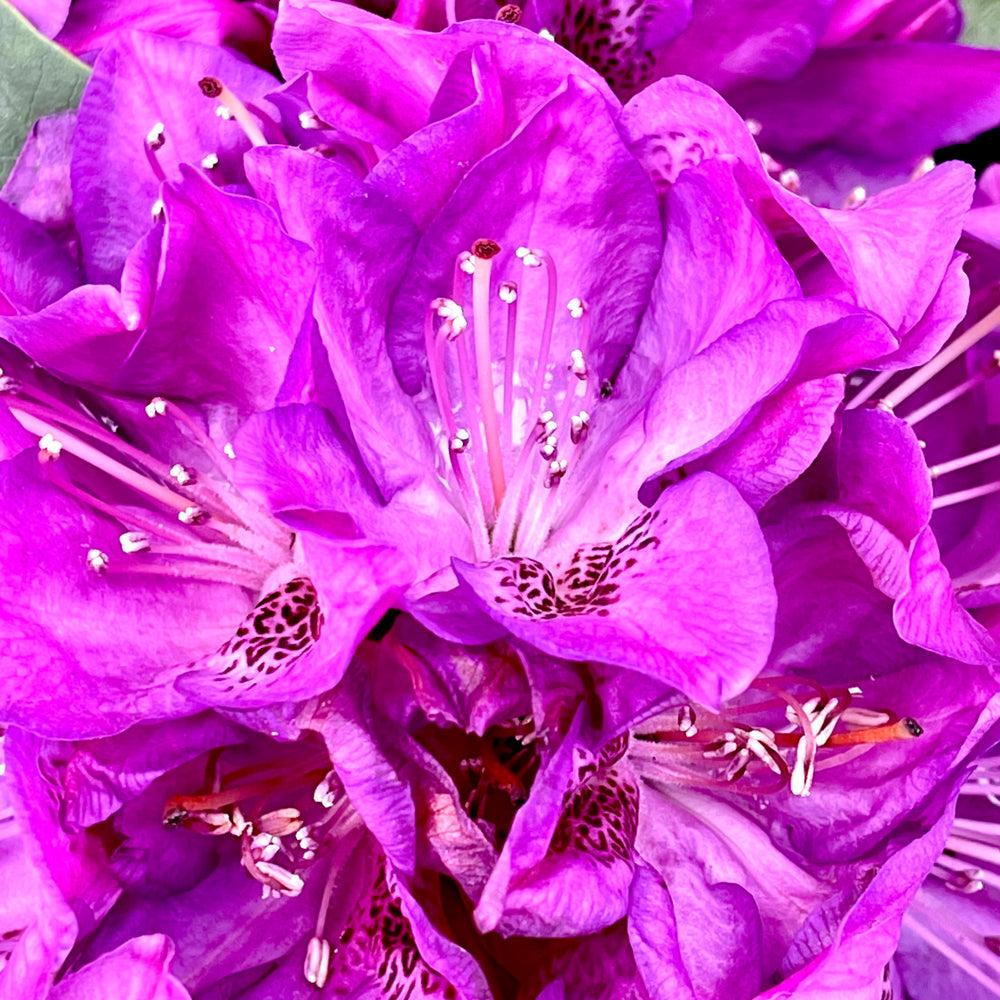 Rhododendron Florence Parks - View 10 from www redcrocus com