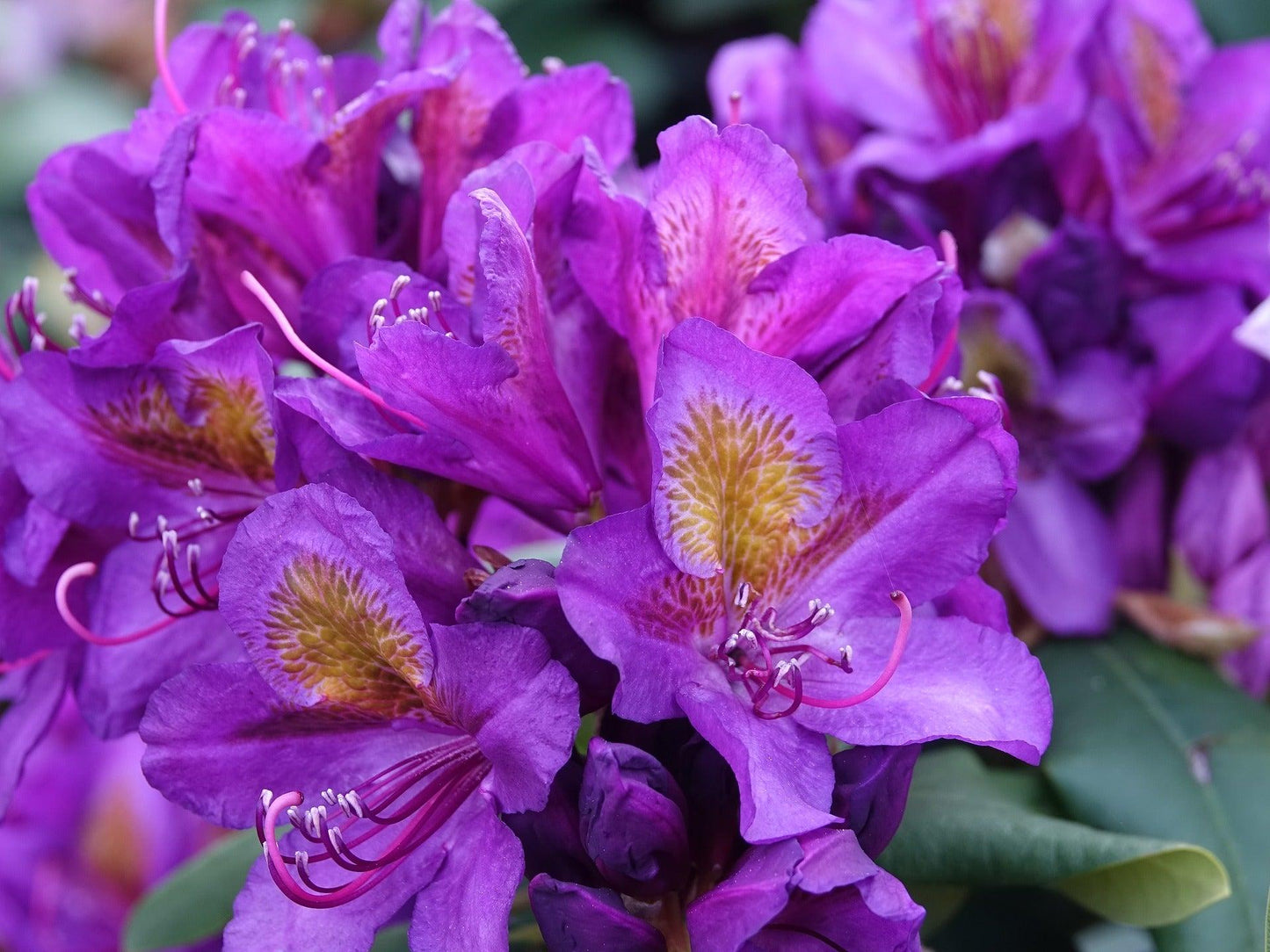 Rhododendron Florence Parks - View 4 from www redcrocus com