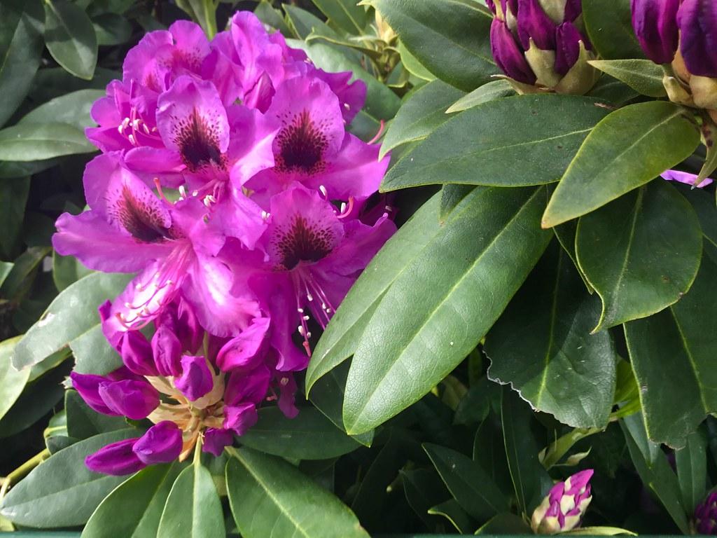 Rhododendron Florence Parks - View 6 from www redcrocus com
