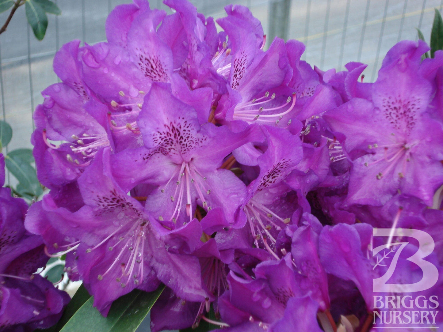 Rhododendron 'florence Parks' - View 5 from www redcrocus com