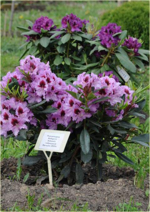 Rhododendron Kabarett - View 19 from www redcrocus com