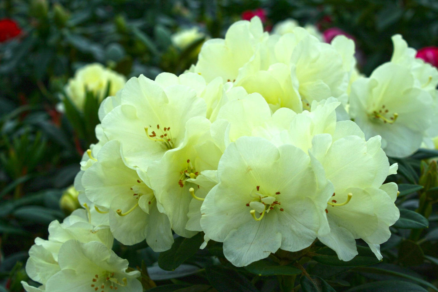 Rhododendron Lemon Dream - View 13 from www redcrocus com