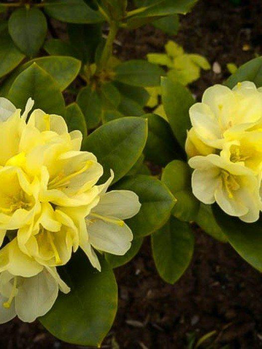 Rhododendron Lemon Dream - View 15 from www redcrocus com