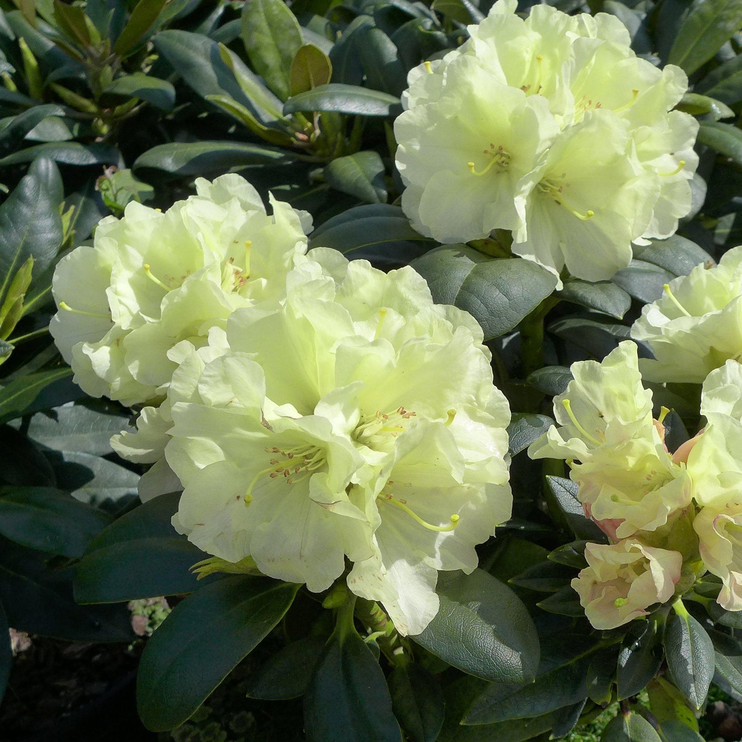 Rhododendron Lemon Dream - View 5 from www redcrocus com