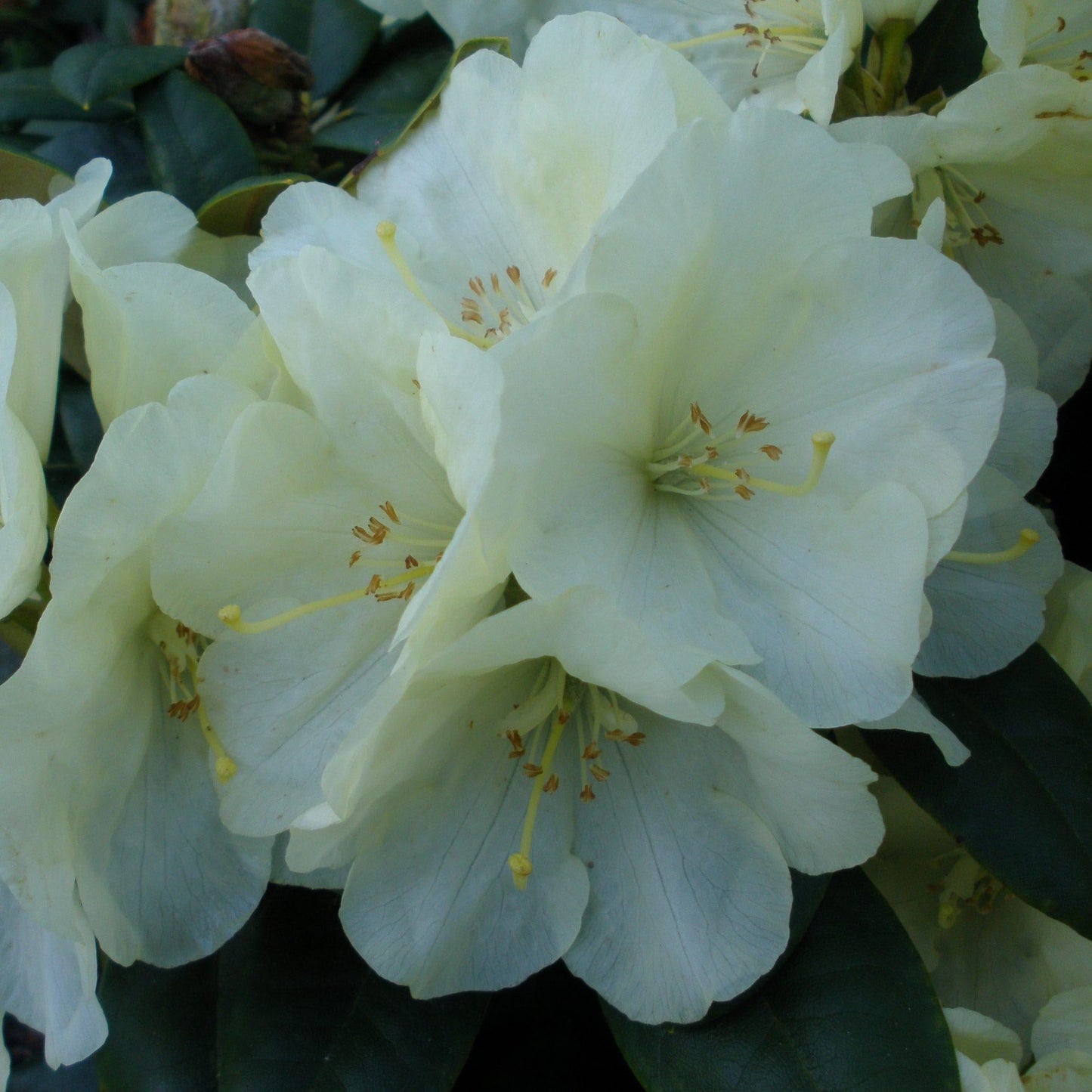 Rhododendron Lemon Dream - View 6 from www redcrocus com