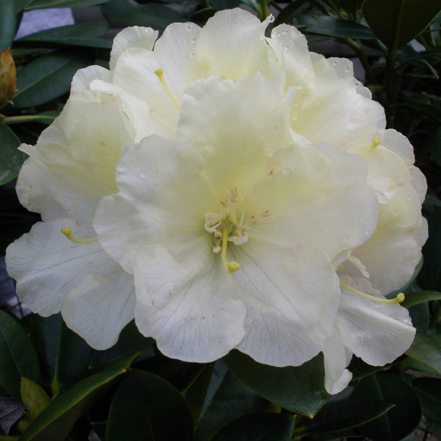Rhododendron Lemon Dream - View 7 from www redcrocus com