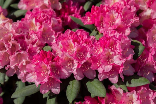 Rhododendron Spring Dawn - View 10 from www redcrocus com