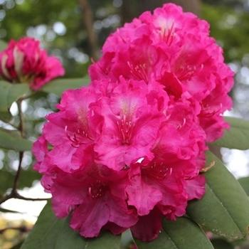 Rhododendron Spring Dawn - View 11 from www redcrocus com
