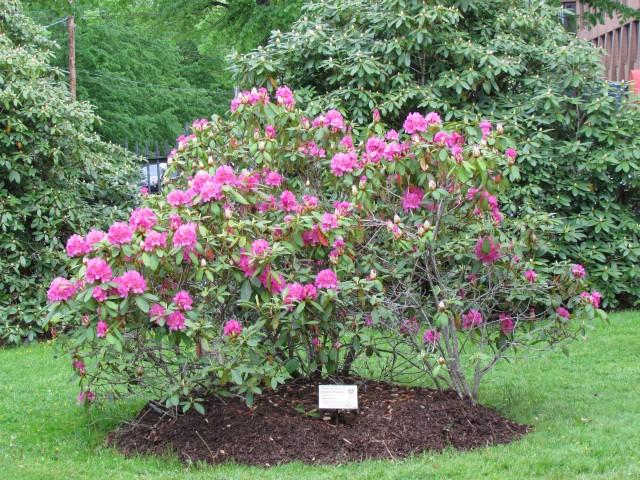 Rhododendron Spring Dawn - View 12 from www redcrocus com