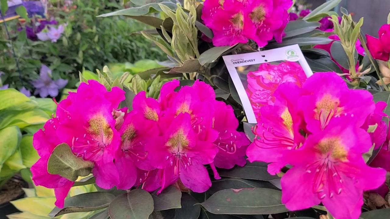 Rhododendron Spring Dawn - View 14 from www redcrocus com