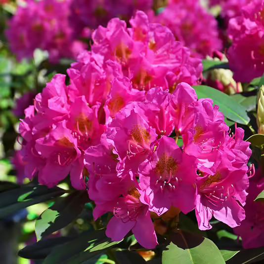 Rhododendron Spring Dawn - View 2 from www redcrocus com