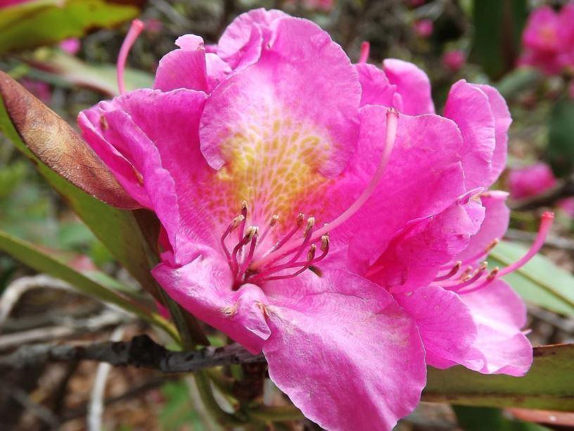 Rhododendron Spring Dawn - View 3 from www redcrocus com