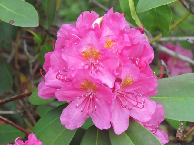 Rhododendron Spring Dawn - View 4 from www redcrocus com