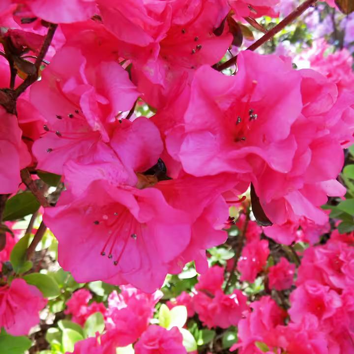 Rhododendron Spring Dawn - View 5 from www redcrocus com