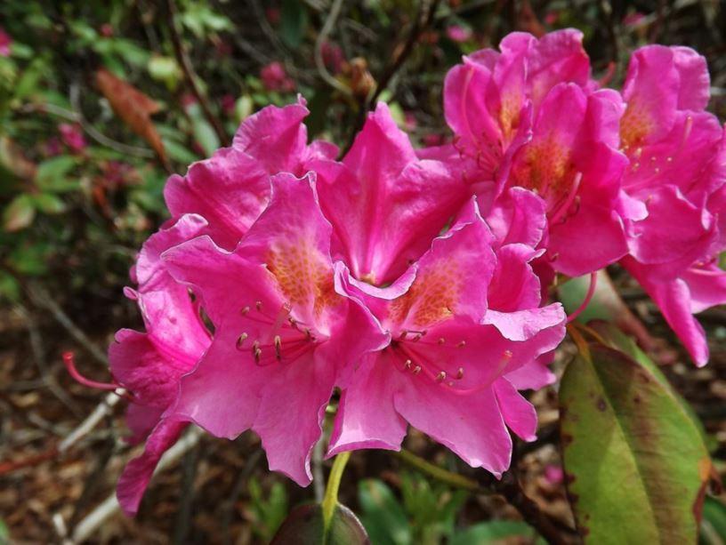 Rhododendron Spring Dawn - View 6 from www redcrocus com
