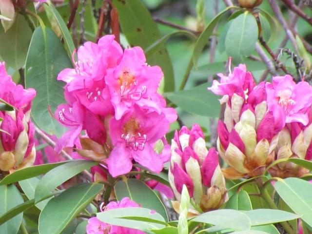 Rhododendron Spring Dawn - View 7 from www redcrocus com