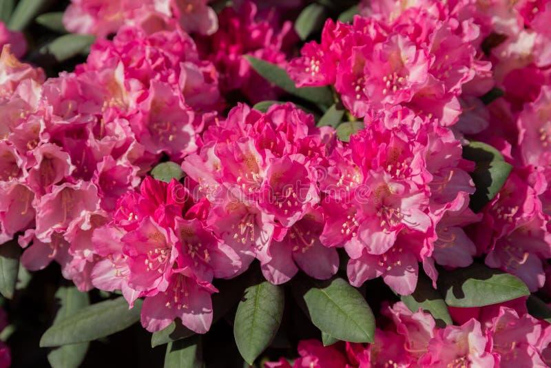 Rhododendron Spring Dawn - View 8 from www redcrocus com