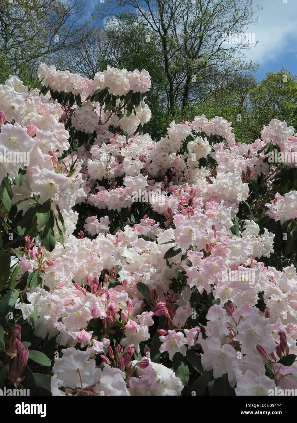 Rhododendron Spring Dawn - View 9 from www redcrocus com