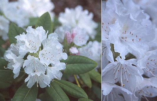 Rhododendron Boule De Neige - View 10 from www redcrocus com