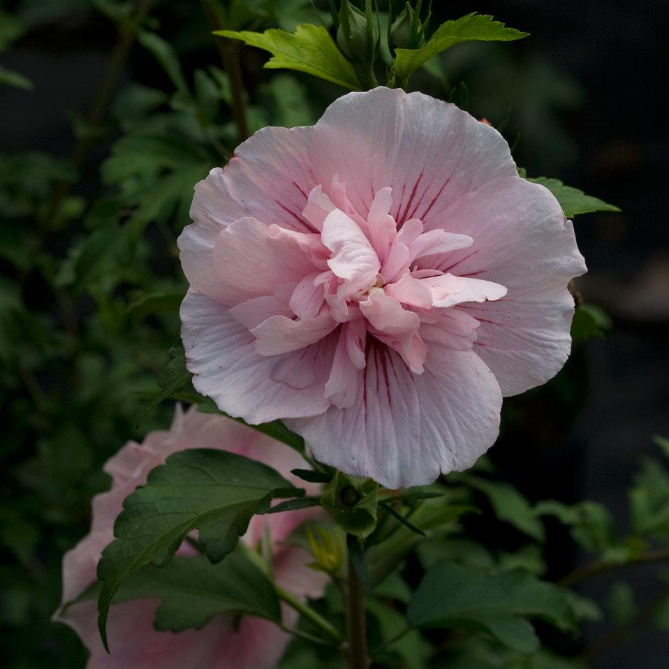 Hibiscus Syriacus Pink Chiffon Tree Form - View 11 from www redcrocus com