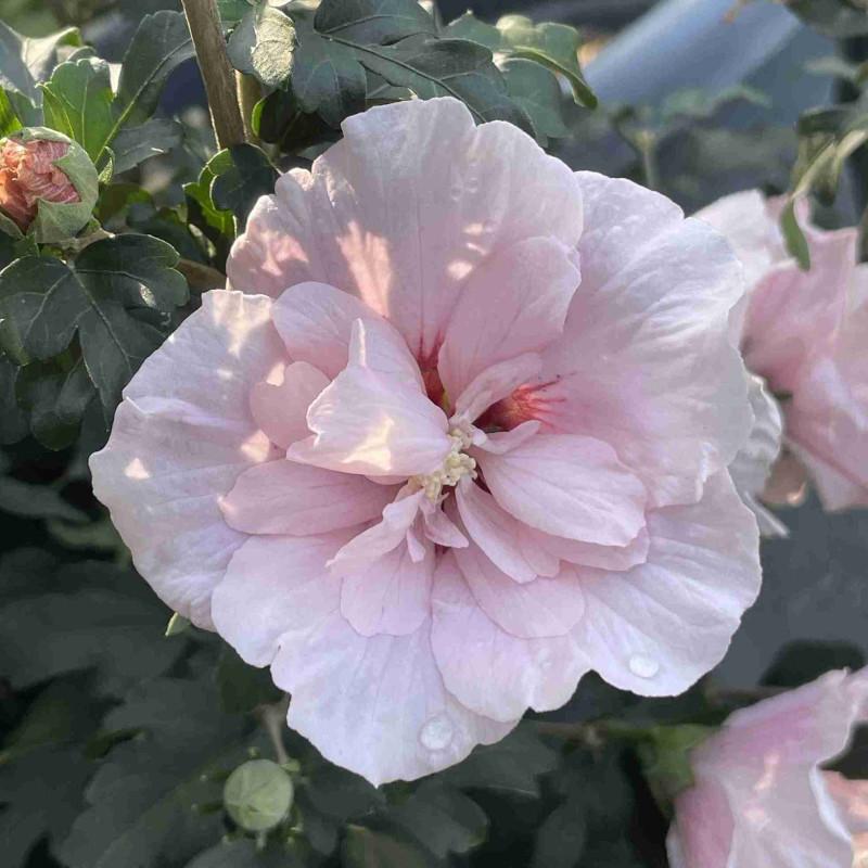 Hibiscus Syriacus Pink Chiffon Tree Form - View 16 from www redcrocus com