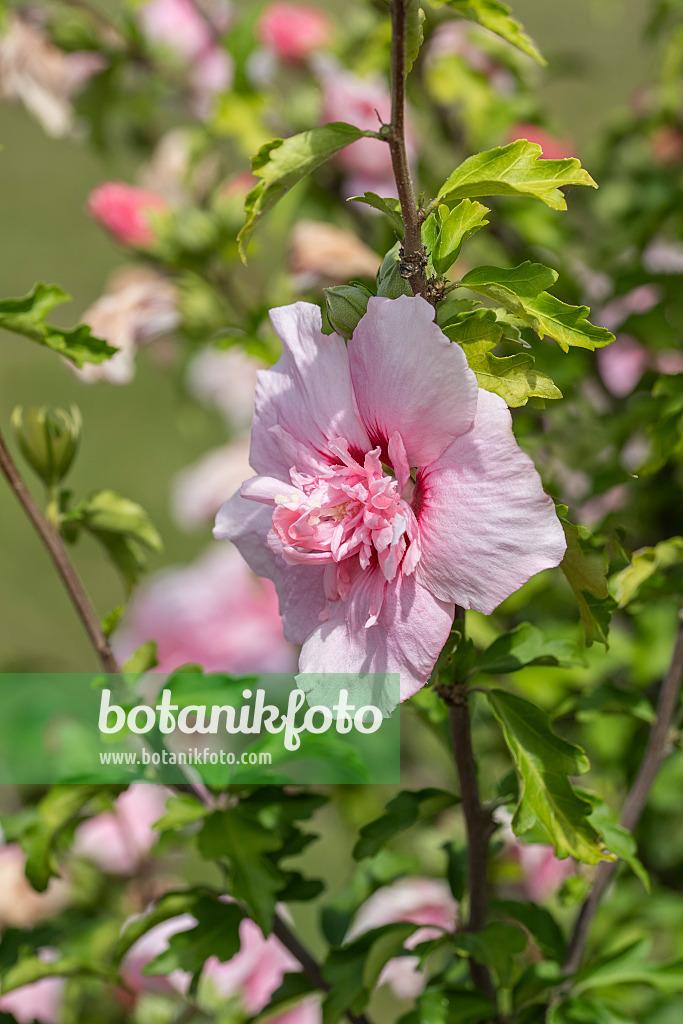 Hibiscus Syriacus Pink Chiffon Tree Form - View 17 from www redcrocus com