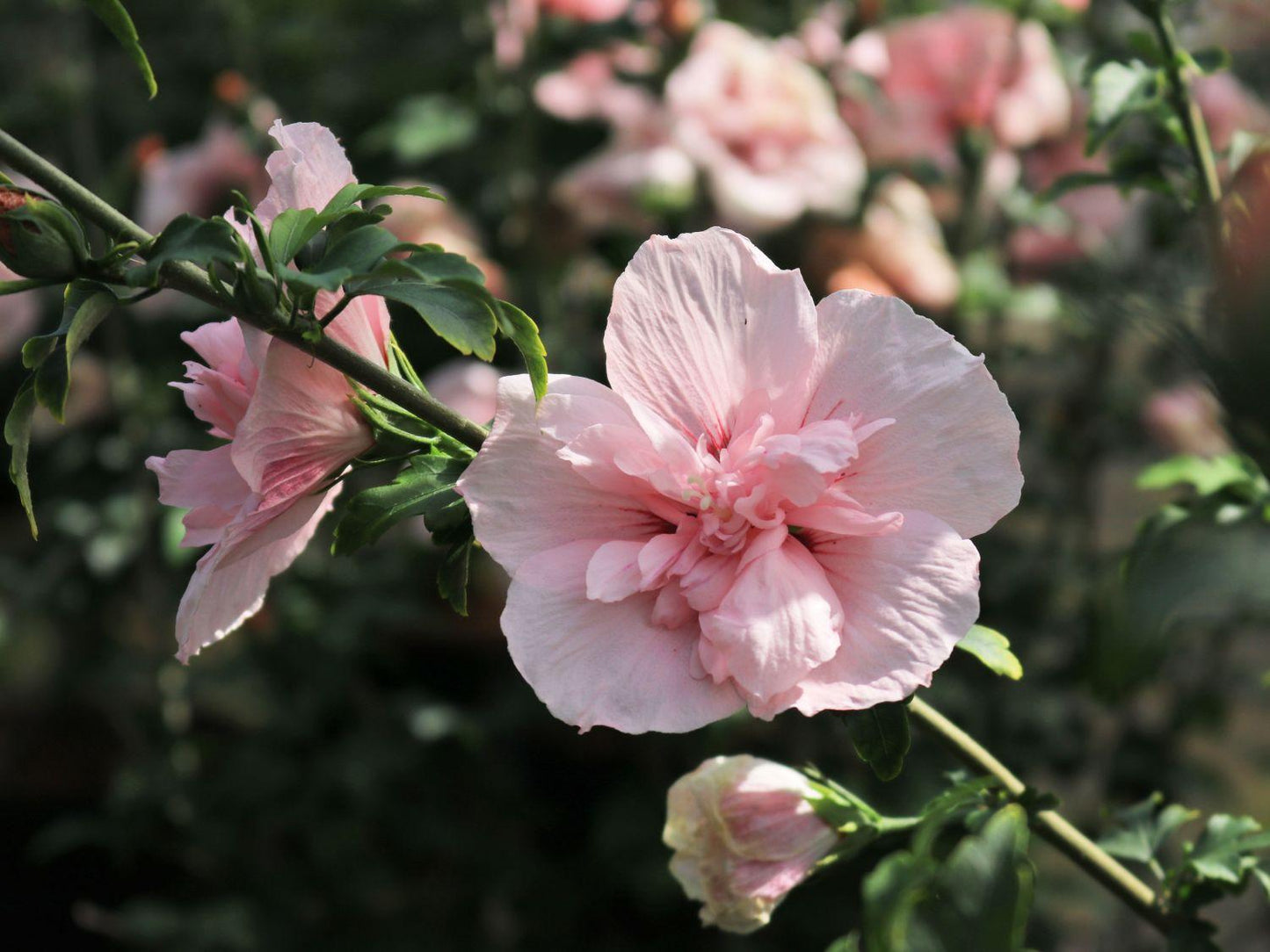 Hibiscus Syriacus Pink Chiffon Tree Form - View 5 from www redcrocus com
