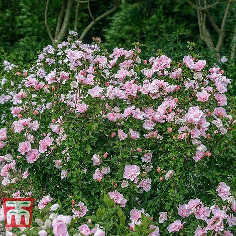 Hibiscus Syriacus Pink Chiffon Tree Form - View 8 from www redcrocus com